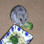 ブロッコリーを食べるコーキ