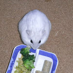 ブロッコリーを食べるましろ