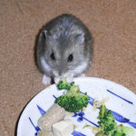 ブロッコリーを食べるコー太