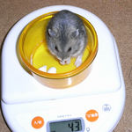 コー太は体重増加です