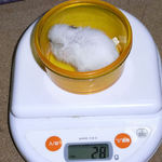 アイは体重減少