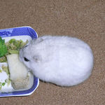 りんごを食べるましろ