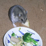 リンゴを食べるコー太