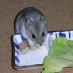 チーズを食べるコーキ