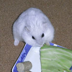 キャベツを食べるましろ