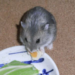 チーズを食べるコー太