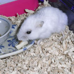 チーズを食べるアイ