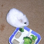 ブロッコリーに食いつくましろ