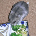 ブロッコリーに食いつくコーキ