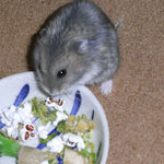 ブロッコリーに食いつくコー太