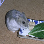 乾燥パパイヤを食べるコーキ