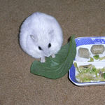 小松菜を食べるましろ