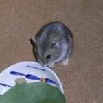 小松菜に食いつくコー太