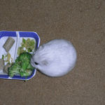 ブロッコリーを食べるましろ