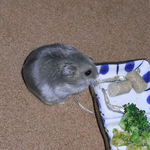 煮干を食べるコーキ