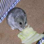 キャベツを食べるコーキ