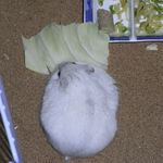 キャベツを食べるましろです