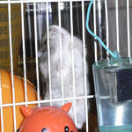 ケージカジカジ中のコー太