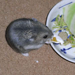 トロルを食べるコー太