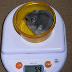 コーキは体重が変わらず