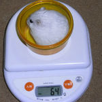 ましろは体重変わらず