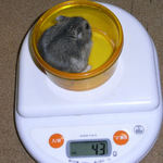 コー太は体重変わらず