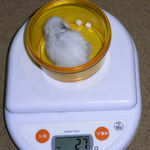 アイは体重減少