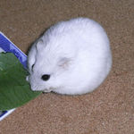 青梗菜を食べるましろ