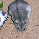 煮干を食べるコーキ