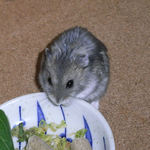 乾燥パパイヤを食べるコー太