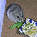 ブロッコリーを食べるコーキ