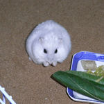 残念そうなましろ