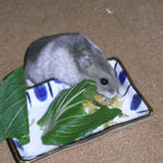 エサ皿を散らかすコーキ