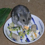 チーズを食べるコー太