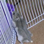 脱走を試みるコーキ