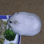 ブロッコリーを食べるましろ