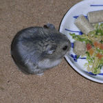 乾燥パパイヤを食べるコー太