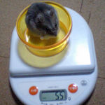 コーキは少し体重が増えました