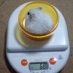 ましろは体重増加