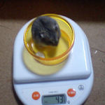 コー太は体重変わらず