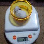 アイは体重変わらず