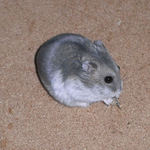 煮干を食べるコーキ