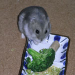 ブロッコリーを食べるコーキ