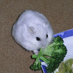 ブロッコリーを食べるましろ