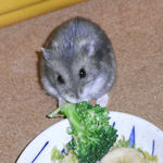 ブロッコリーを食べるコー太