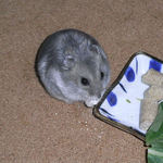 アメリペットを食べるコーキ