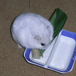 小松菜を食べるましろ