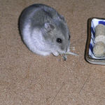 煮干を食べるコーキ