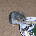 蕎麦の実を食べるコー太