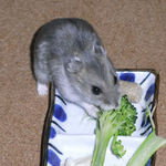 ブロッコリーを食べるコーキ